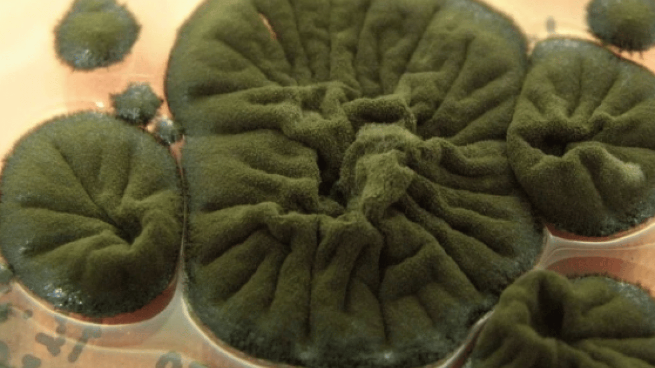 Patlama üzerinden 40 yıl geçti: Bilim radyasyon yiyen mantar buldu! Tarihi adım