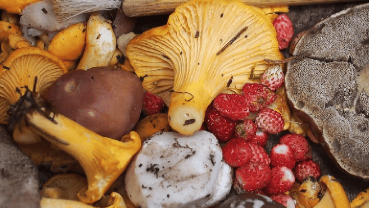 Foto - Patlama üzerinden 40 yıl geçti: Bilim radyasyon yiyen mantar buldu! Tarihi adım