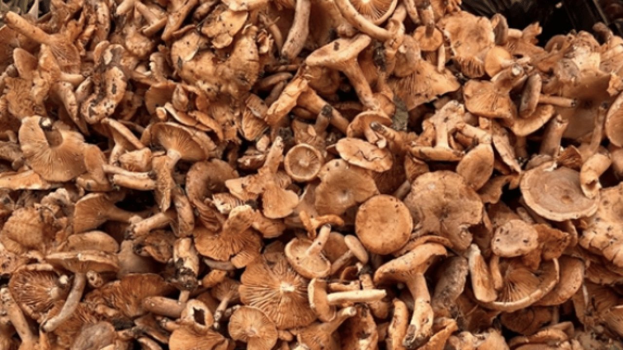 Foto - Patlama üzerinden 40 yıl geçti: Bilim radyasyon yiyen mantar buldu! Tarihi adım