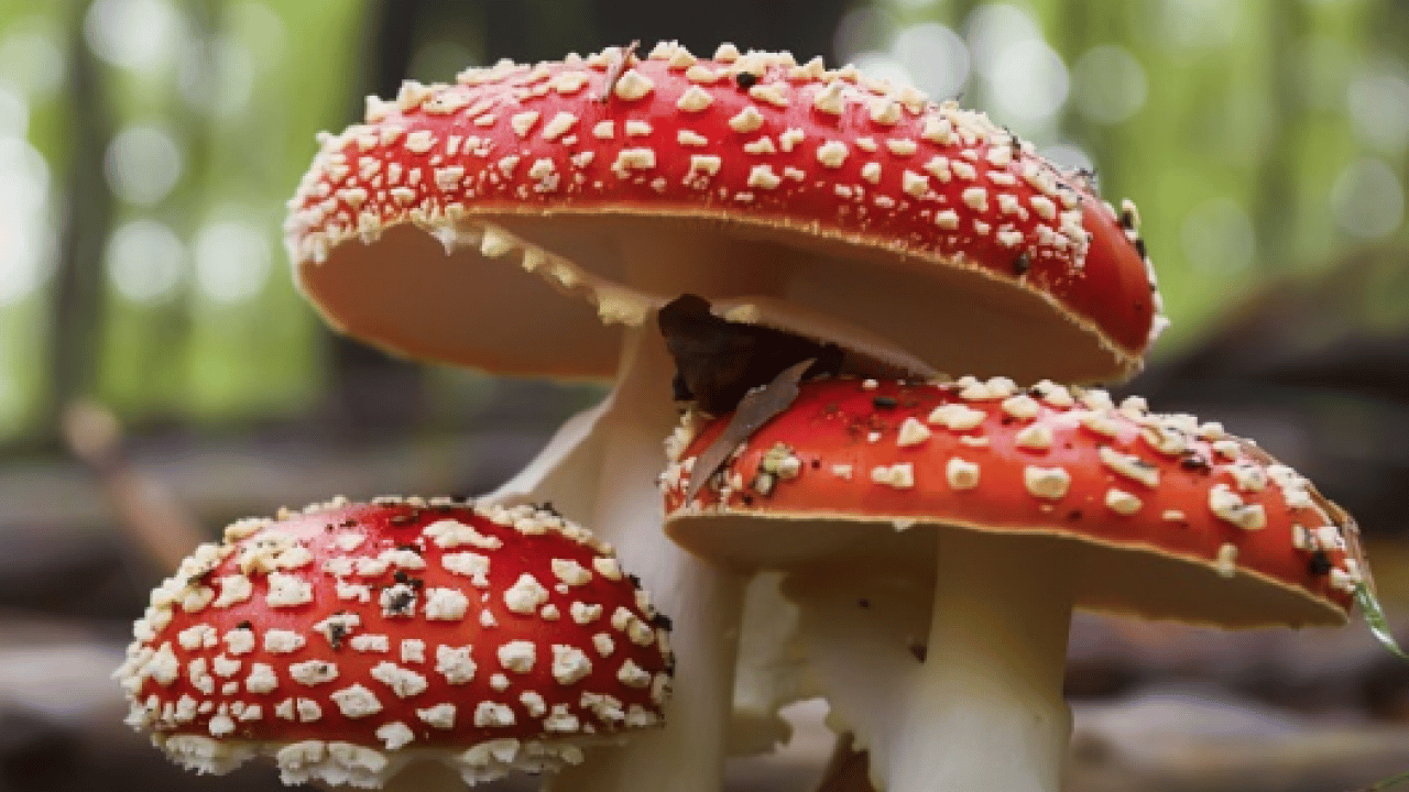 Foto - Patlama üzerinden 40 yıl geçti: Bilim radyasyon yiyen mantar buldu! Tarihi adım