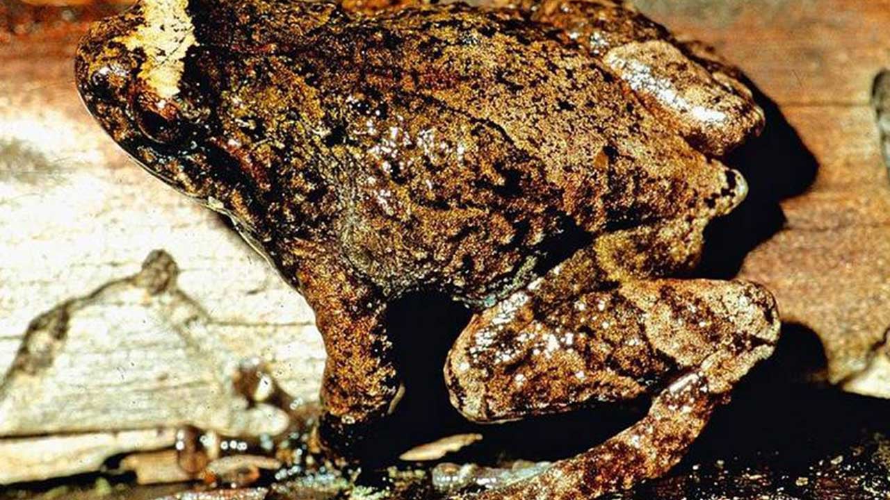 Foto - Rahat rahat çiftleşsinler diye tünel yaptılar! Ses Kütahya'dan da yükseldi