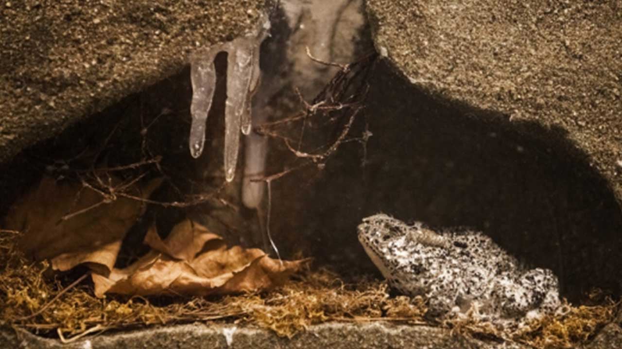 Foto - Rahat rahat çiftleşsinler diye tünel yaptılar! Ses Kütahya'dan da yükseldi