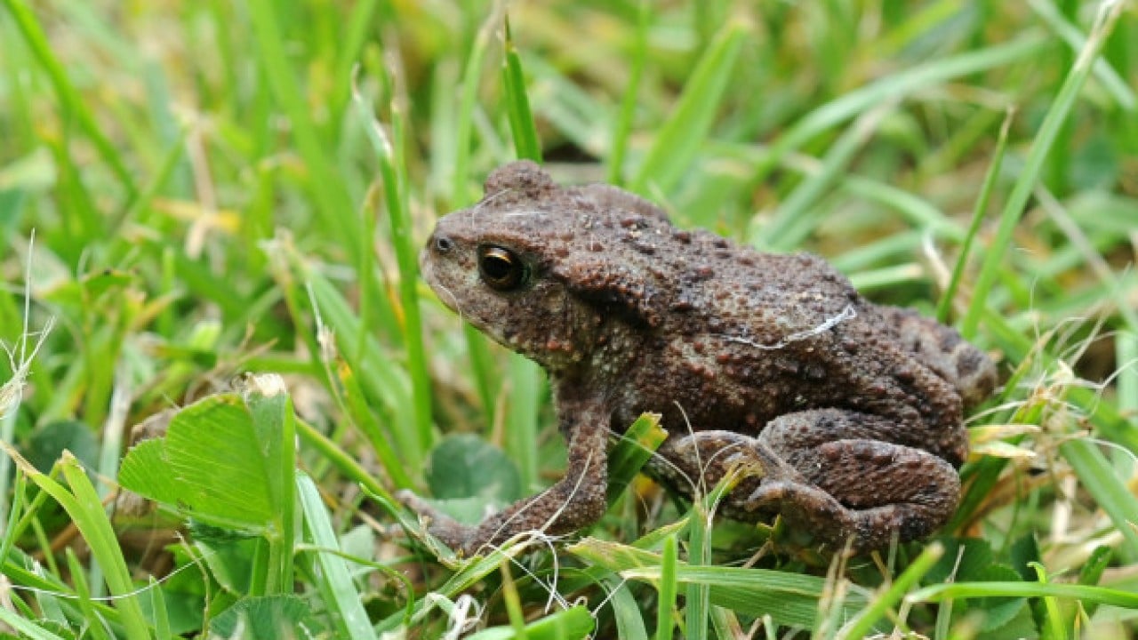 Foto - Rahat rahat çiftleşsinler diye tünel yaptılar! Ses Kütahya'dan da yükseldi