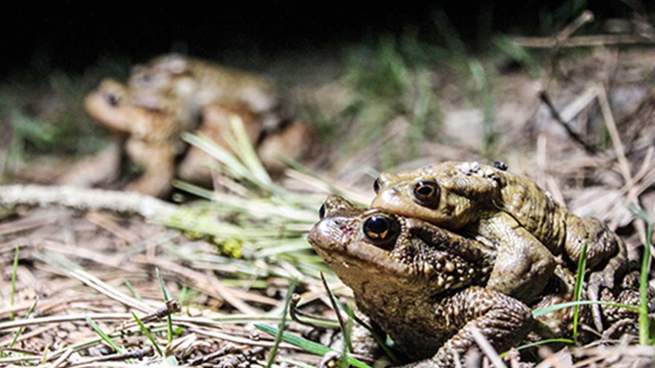 Foto - Rahat rahat çiftleşsinler diye tünel yaptılar! Ses Kütahya'dan da yükseldi