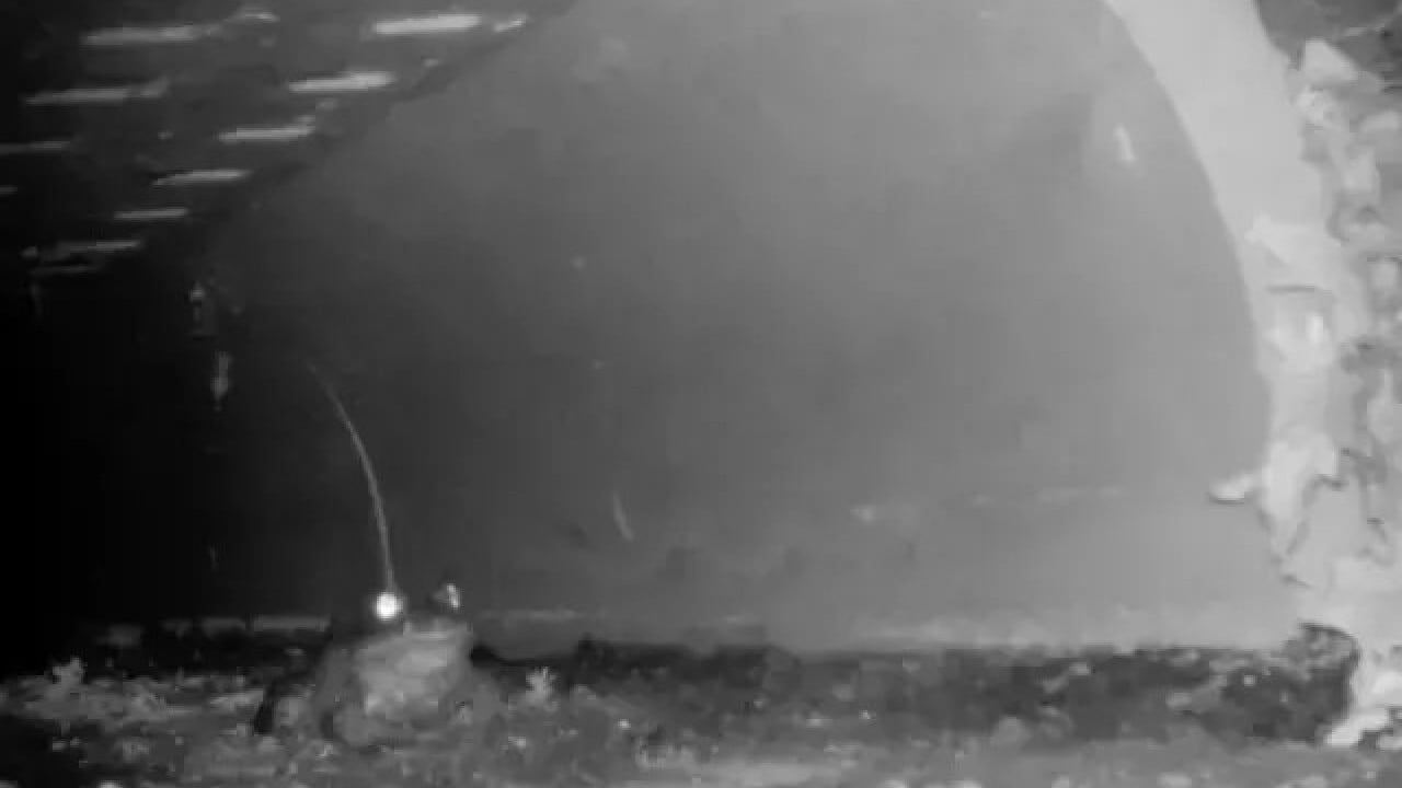 Foto - Rahat rahat çiftleşsinler diye tünel yaptılar! Ses Kütahya'dan da yükseldi