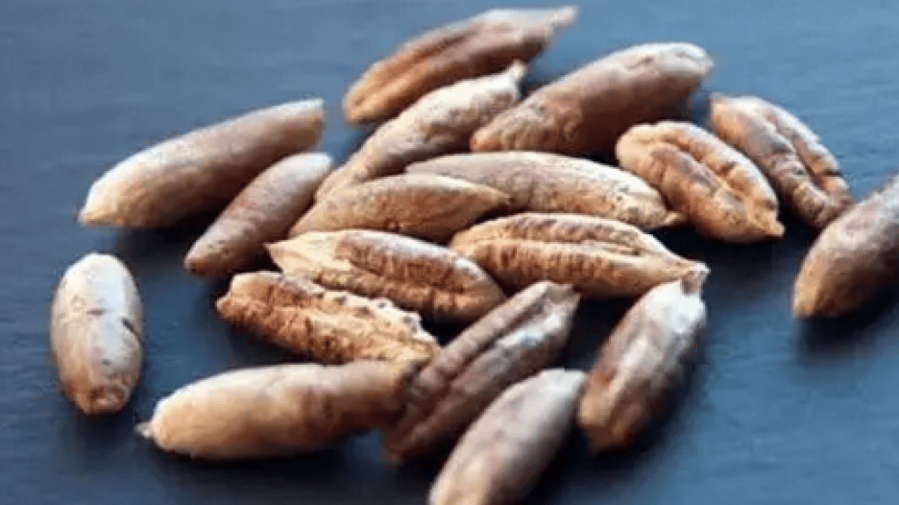 Foto - Ramazan ayının sembol besini: Hurma çekirdeğinin faydalarını biliyor muydunuz?