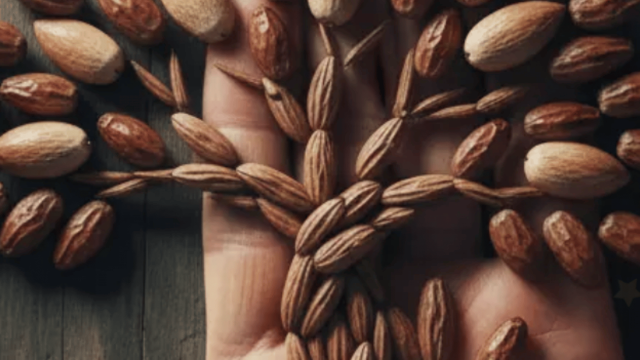 Foto - Ramazan ayının sembol besini: Hurma çekirdeğinin faydalarını biliyor muydunuz?