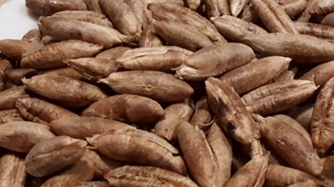 Foto - Ramazan ayının sembol besini: Hurma çekirdeğinin faydalarını biliyor muydunuz?