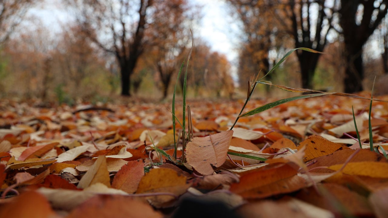 Foto - Renk cümbüşü! Sonbahar Sivas’a çok yakıştı