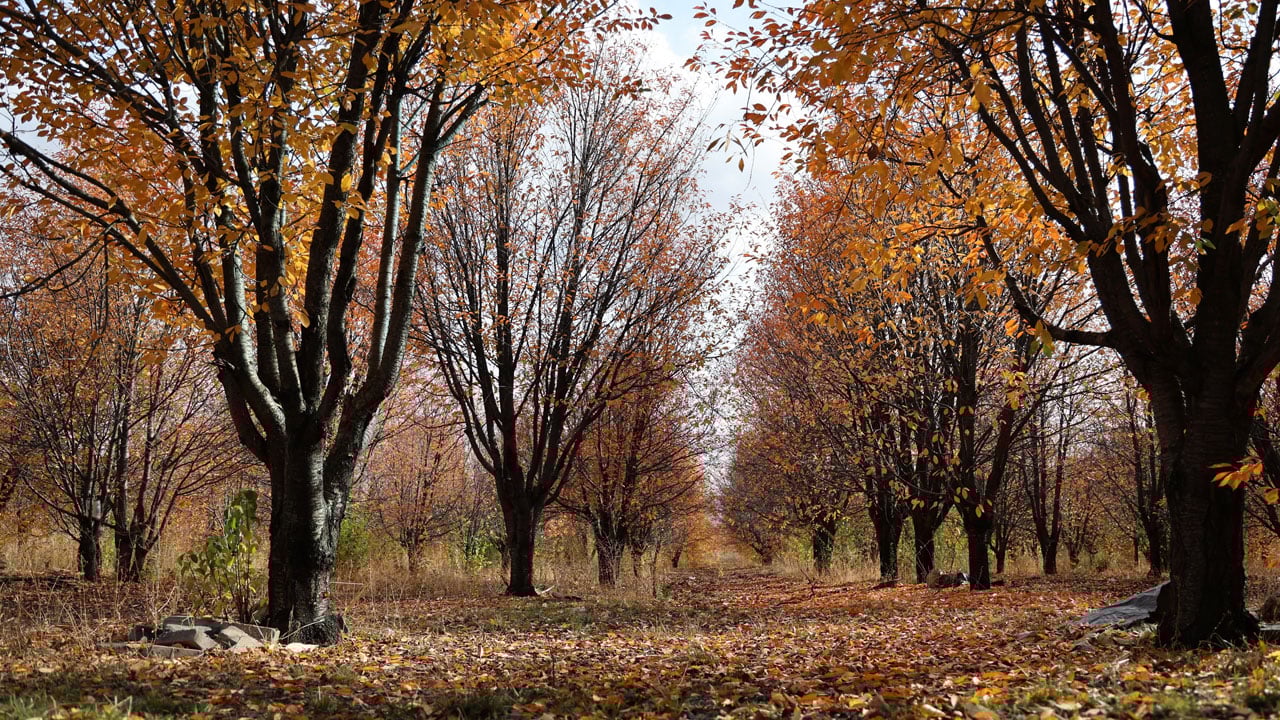 Foto - Renk cümbüşü! Sonbahar Sivas’a çok yakıştı