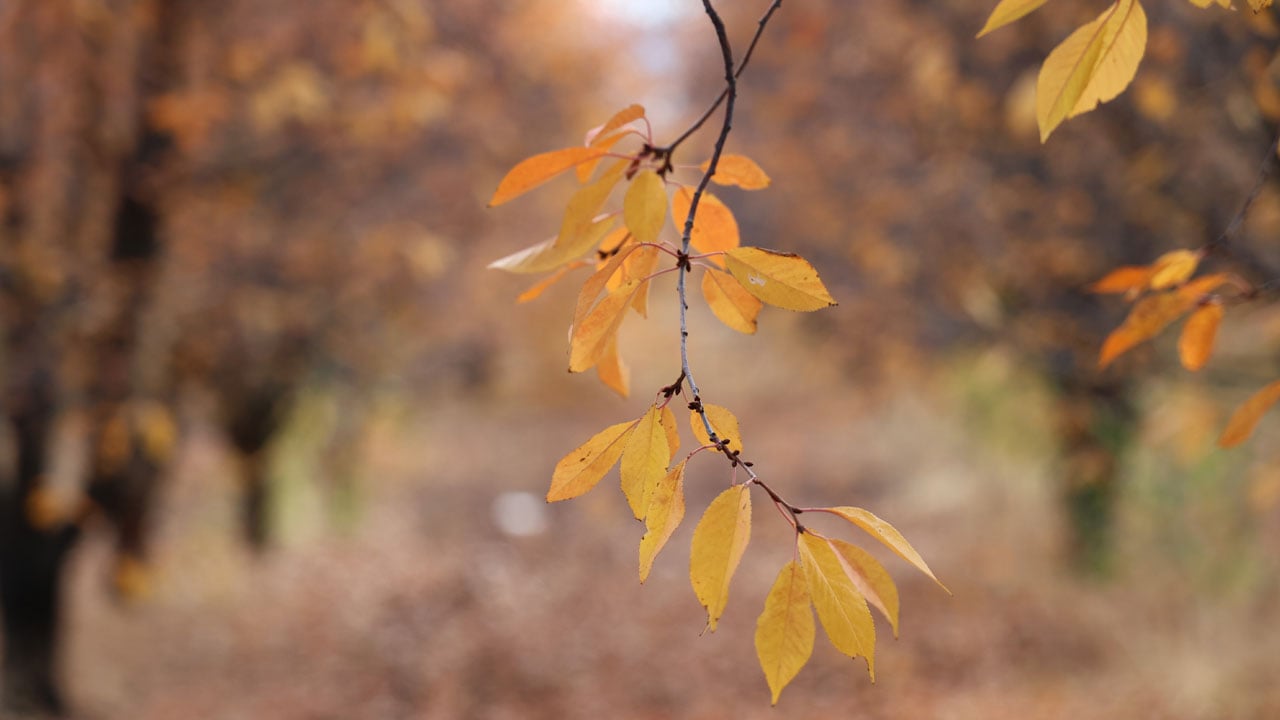 Foto - Renk cümbüşü! Sonbahar Sivas’a çok yakıştı