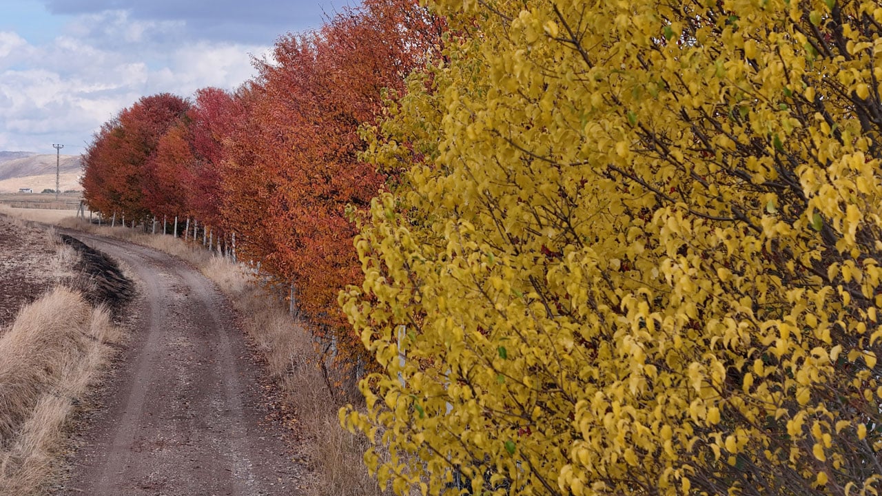 Foto - Renk cümbüşü! Sonbahar Sivas’a çok yakıştı