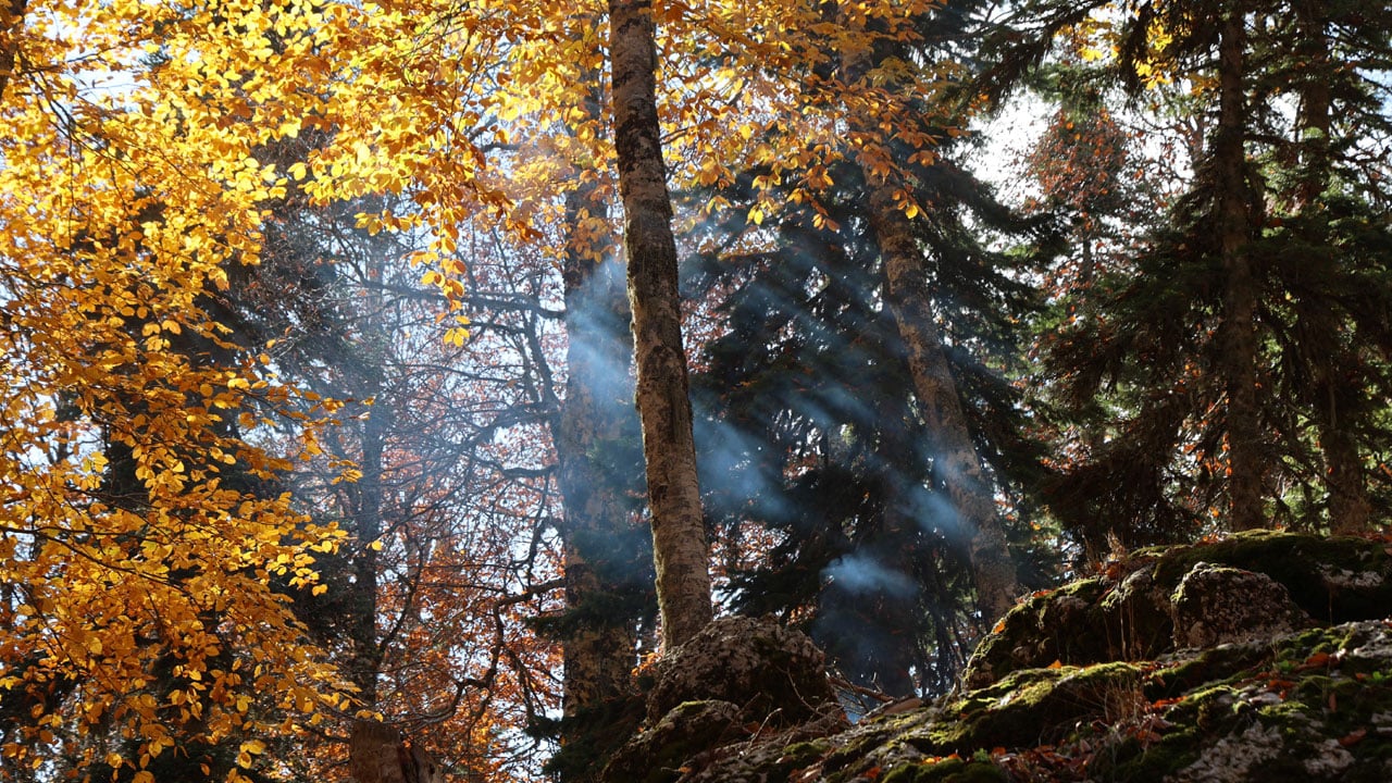 Foto - Renklerin dansı başladı! Yeşilden kızıla muhteşem dönüşüm