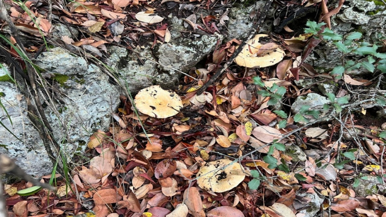 Foto - Resmen akın var! Ormandan topluyorlar, kilosunu 400 liradan bir çırpıda satıyorlar