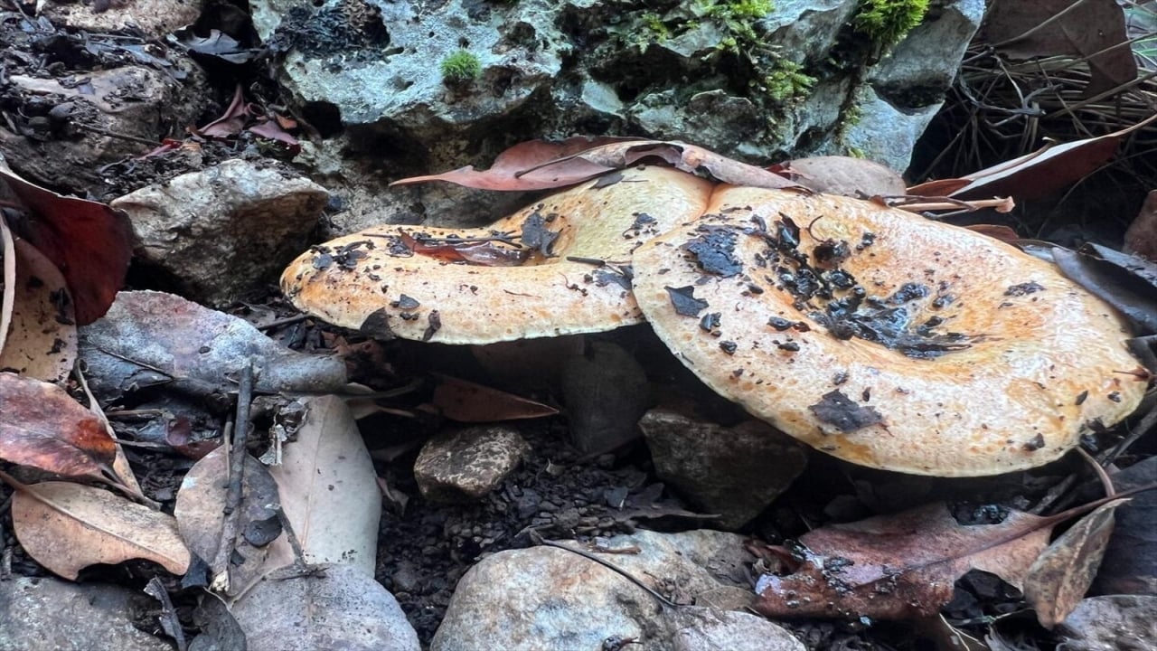 Foto - Resmen akın var! Ormandan topluyorlar, kilosunu 400 liradan bir çırpıda satıyorlar