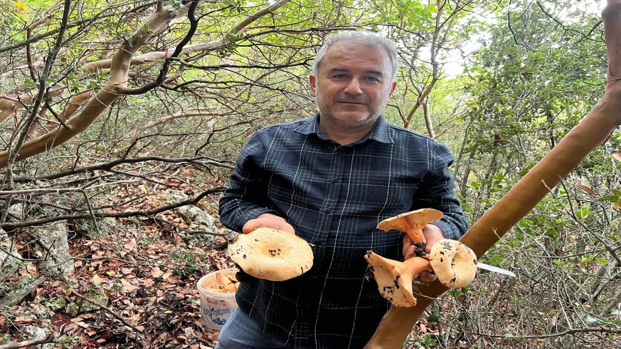 Foto - Resmen akın var! Ormandan topluyorlar, kilosunu 400 liradan bir çırpıda satıyorlar
