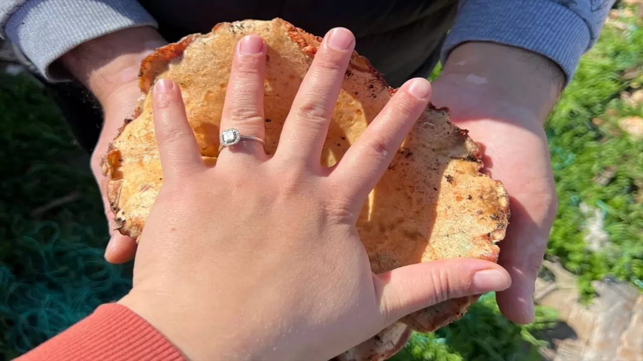 Foto - Resmen akın var! Ormandan topluyorlar, kilosunu 400 liradan bir çırpıda satıyorlar