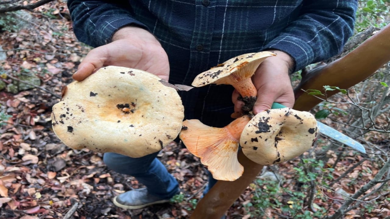 Foto - Resmen akın var! Ormandan topluyorlar, kilosunu 400 liradan bir çırpıda satıyorlar