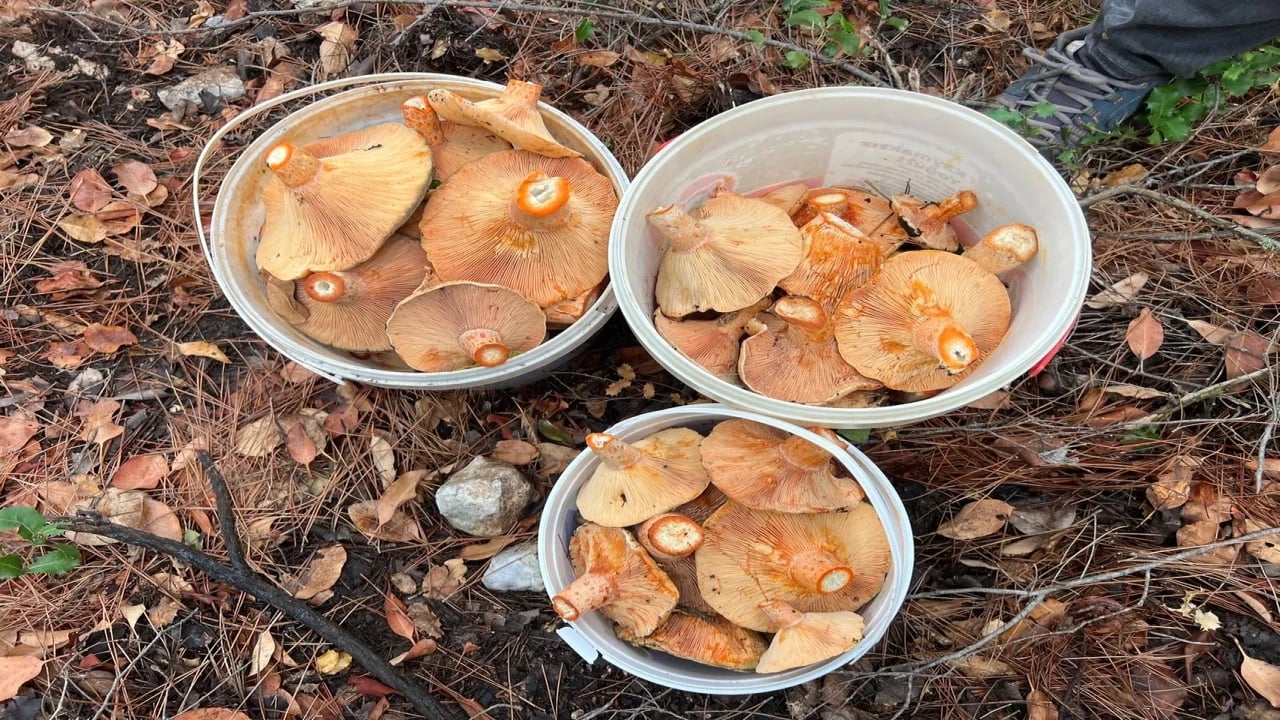 Foto - Resmen akın var! Ormandan topluyorlar, kilosunu 400 liradan bir çırpıda satıyorlar