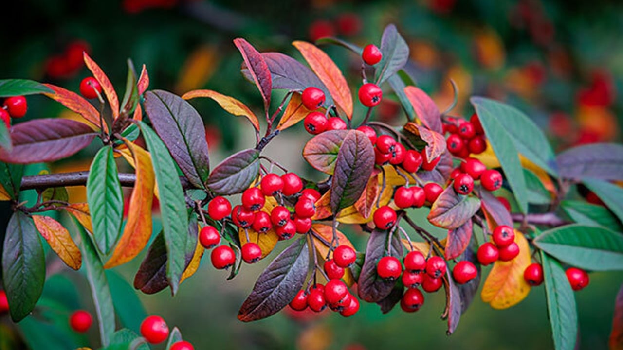 Foto - Resmen hazine! Kalp dostu meyve var ama biz kıymetini yeterince bilmiyoruz! Öyle bir şey ki... Ayrı bir şey