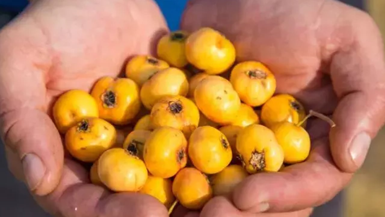 Foto - Resmen hazine! Kalp dostu meyve var ama biz kıymetini yeterince bilmiyoruz! Öyle bir şey ki... Ayrı bir şey