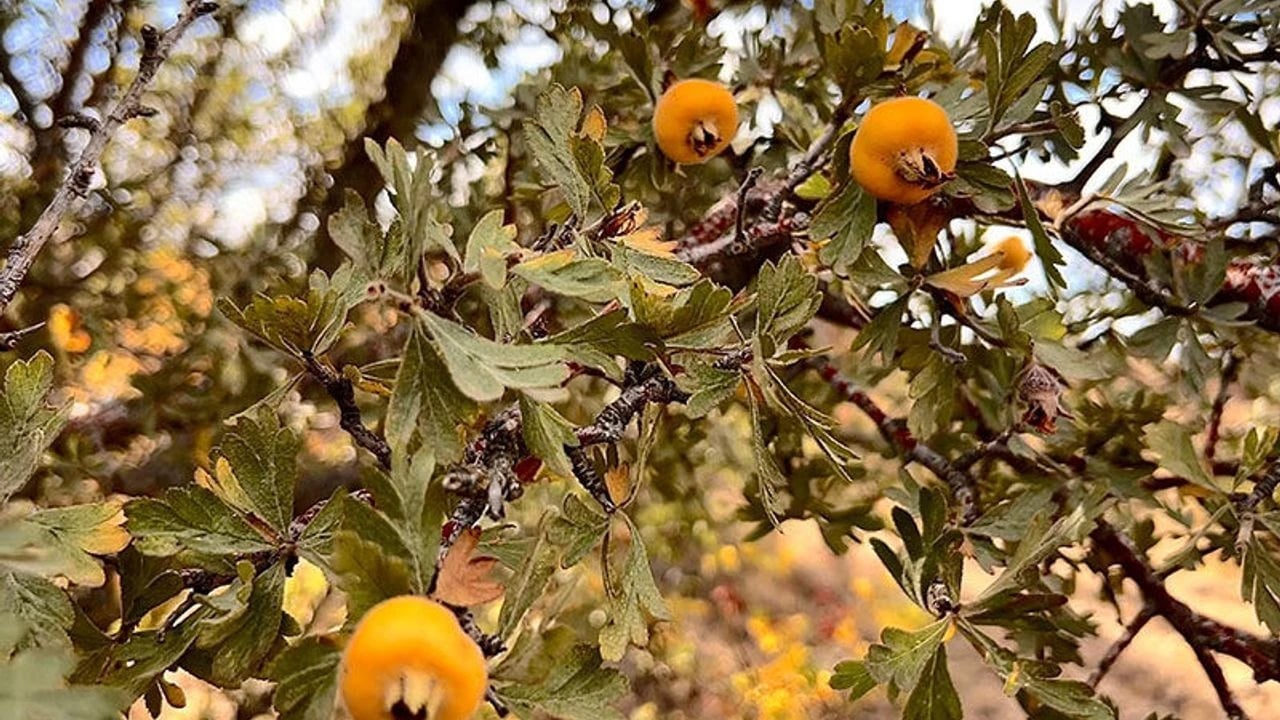 Foto - Resmen hazine! Kalp dostu meyve var ama biz kıymetini yeterince bilmiyoruz! Öyle bir şey ki... Ayrı bir şey