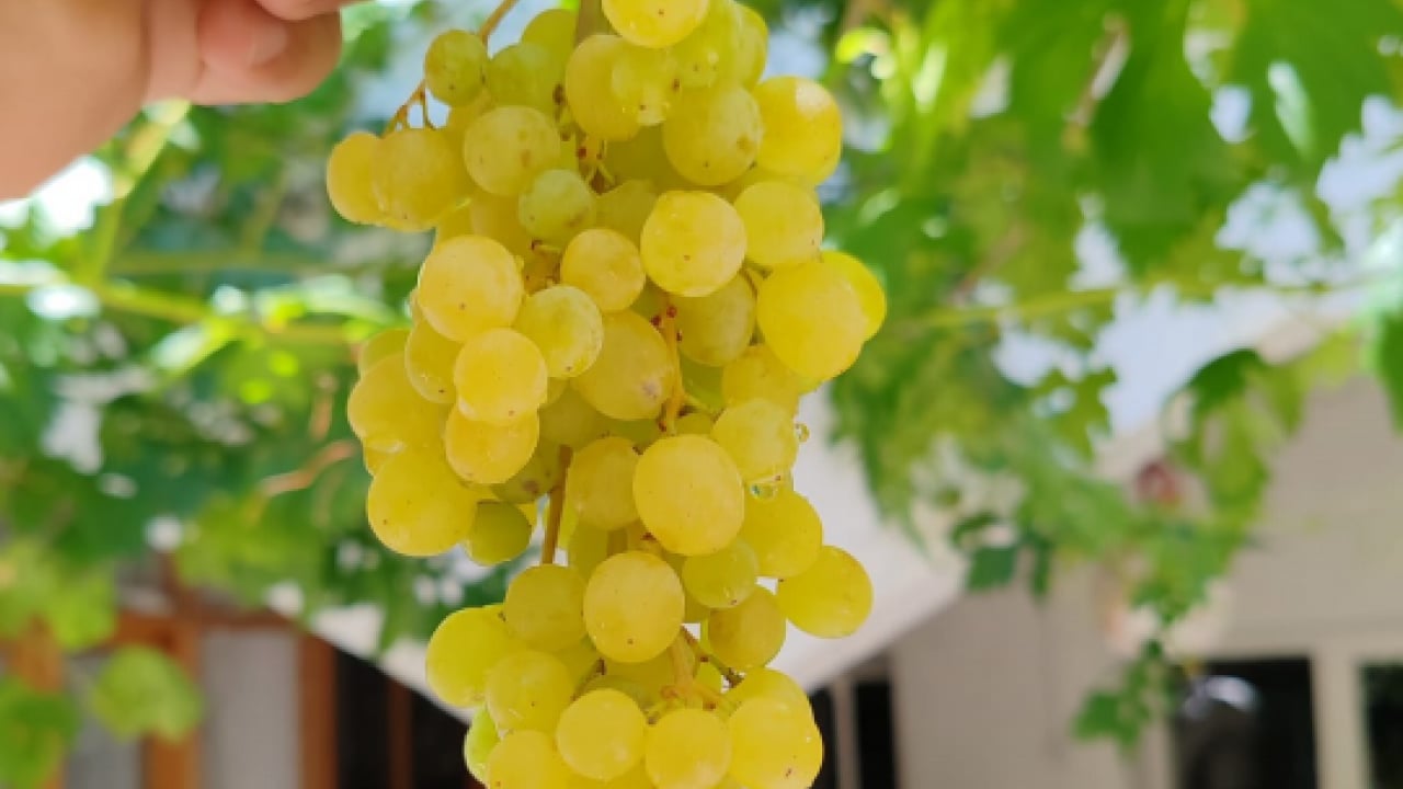 Foto - Resmen şeker deposu: En çok kilo aldıran meyve açıklandı!