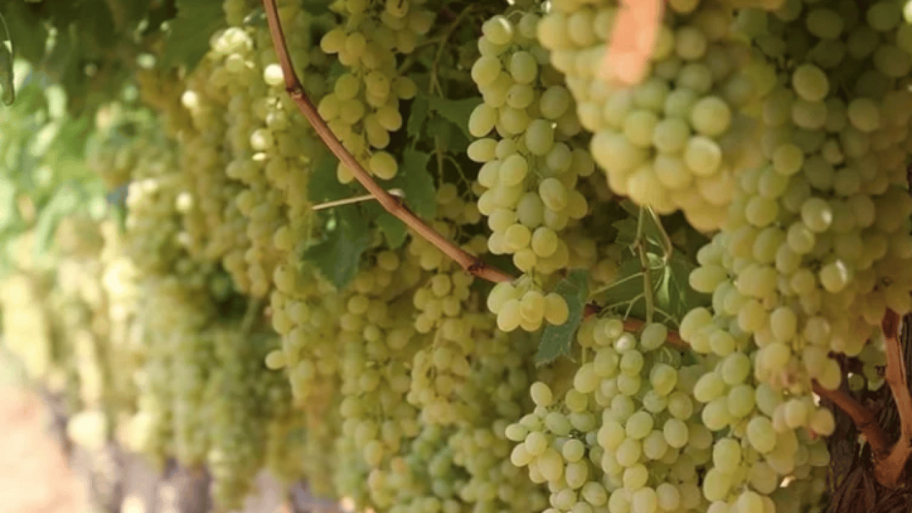 Foto - Resmen şeker deposu: En çok kilo aldıran meyve açıklandı!