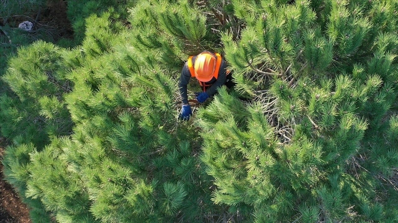 Foto - Resmi Gazete'de yayımlandı! Orman Genel Müdürlüğü işçi alacak