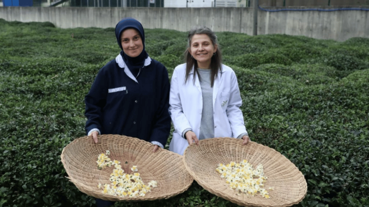 Foto - Rize, Trabzon ve Artvin’de yeni gelir kapısı! Kilosu 6 bin TL'den alıcı buluyor