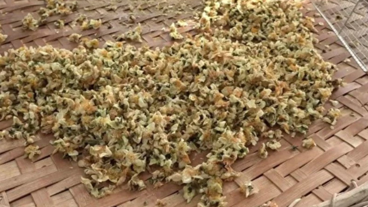 Foto - Rize, Trabzon ve Artvin’de yeni gelir kapısı! Kilosu 6 bin TL'den alıcı buluyor