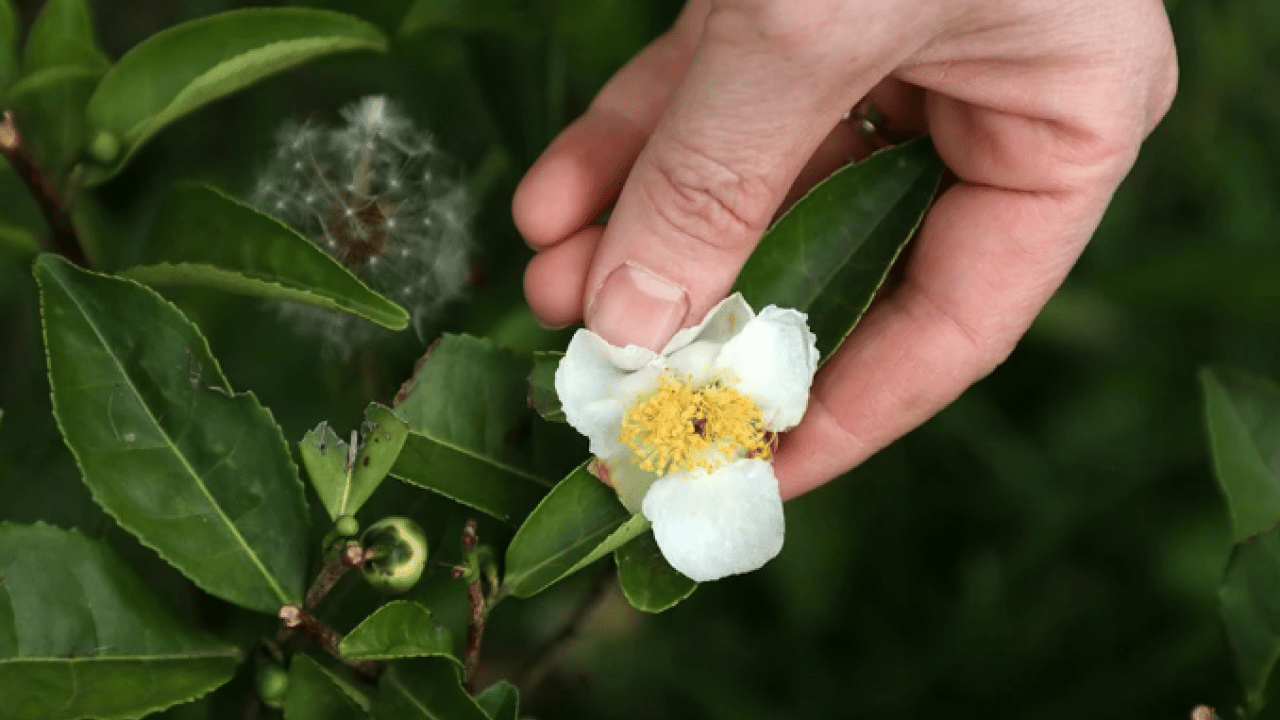 Foto - Rize, Trabzon ve Artvin’de yeni gelir kapısı! Kilosu 6 bin TL'den alıcı buluyor