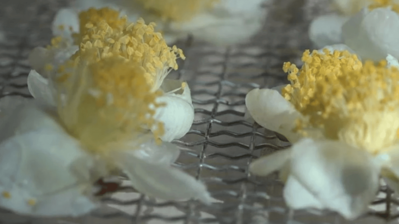 Rize, Trabzon ve Artvin’de yeni gelir kapısı! Kilosu 6 bin TL'den alıcı buluyor