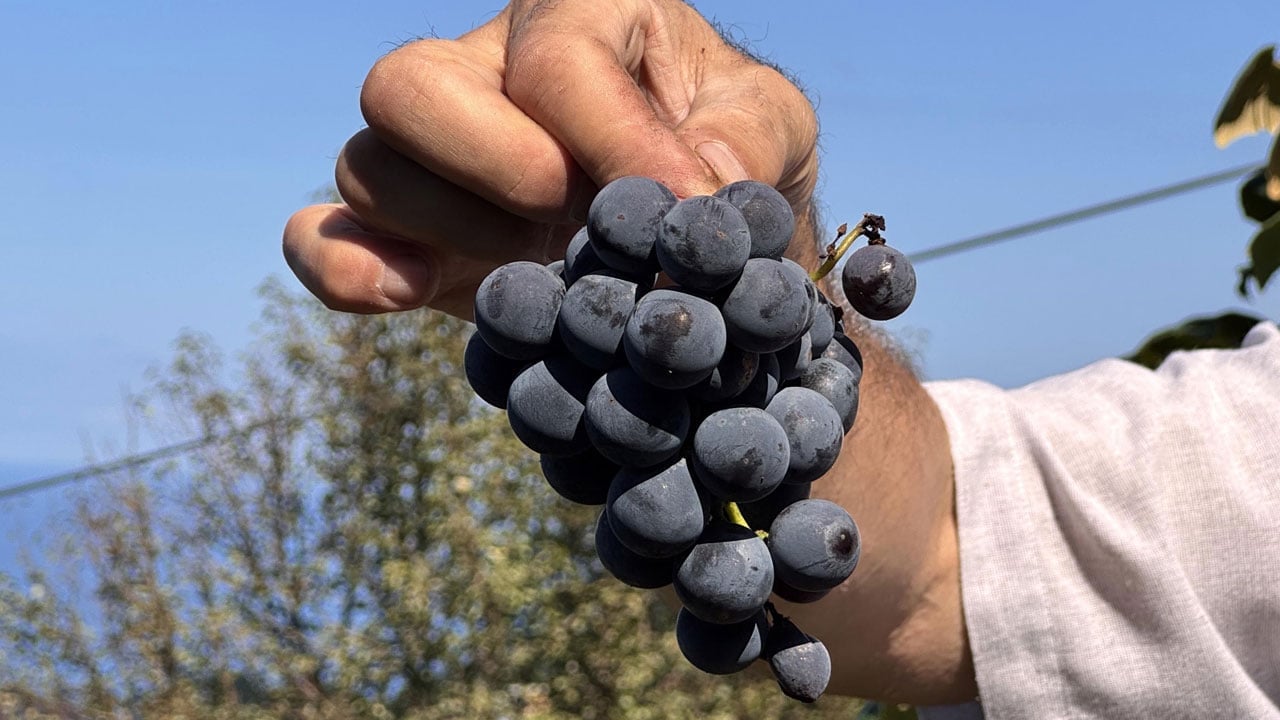 Foto - Rize’nin gizli lezzeti! Kokulu üzümlerden gelen lezzet