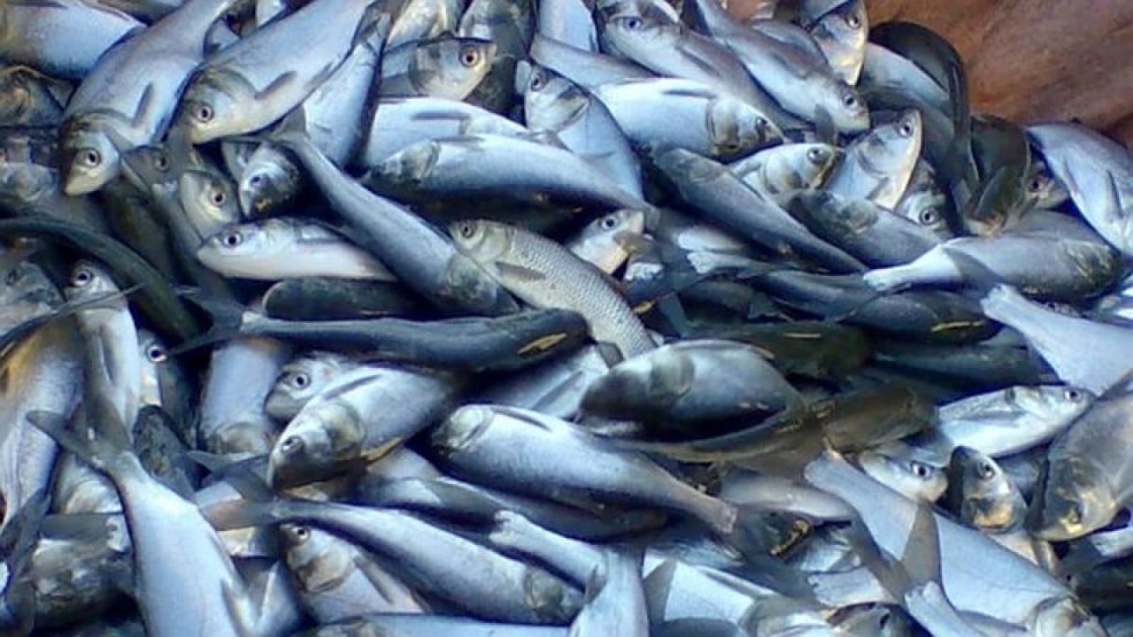 Foto - Rusya almayınca Türkiye 'olay' hamleyi yaptı: Renklerini boyayıp Moskova'ya sattı