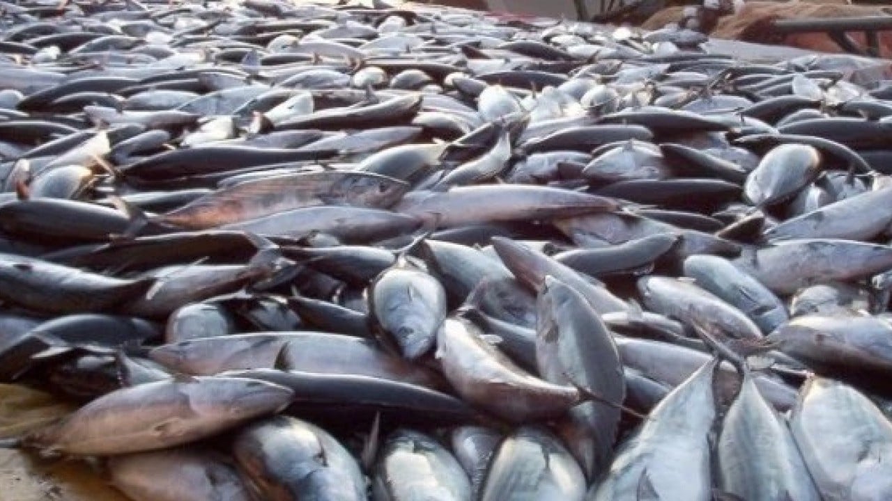 Foto - Rusya almayınca Türkiye 'olay' hamleyi yaptı: Renklerini boyayıp Moskova'ya sattı