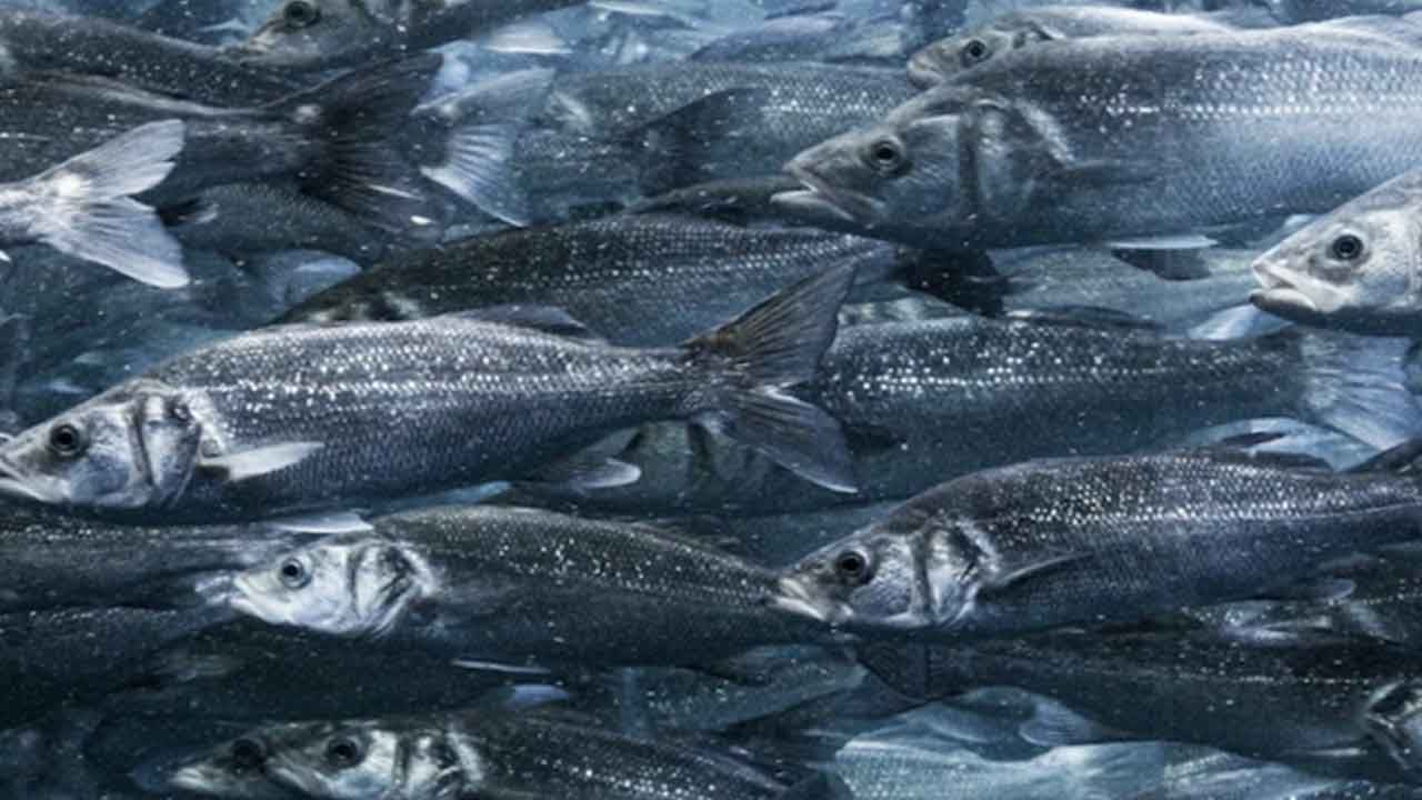 Foto - Rusya duyurdu: Türkiye sessizce incelemeye aldı çünkü çıkarları var