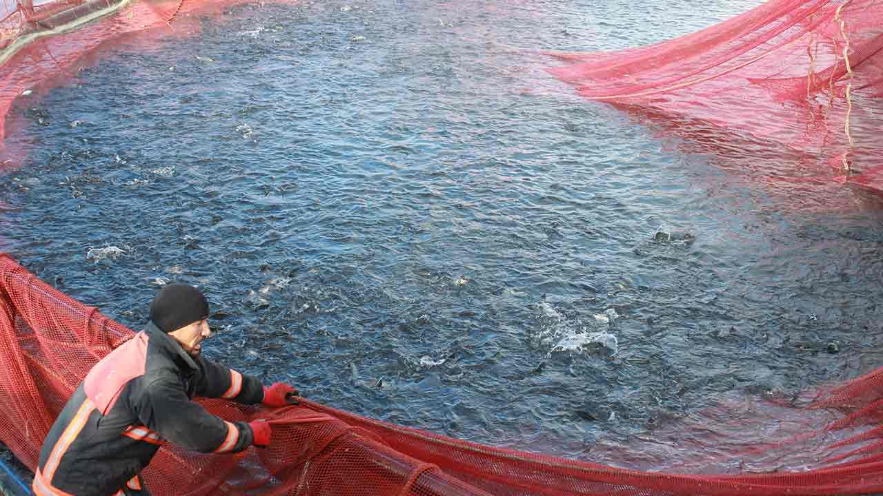 Foto - Rusya ve Japonya gözünü Yozgat'a dikti! 'Hemen gönderin hepsini istiyoruz' diyorlar