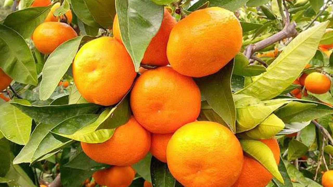 Foto - Rusya'dan çılgın Türkiye kararı: 300 bin ton sipariş verdiler