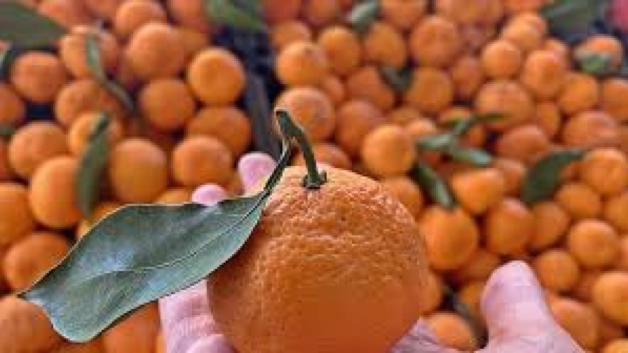 Foto - Rusya'dan çılgın Türkiye kararı: 300 bin ton sipariş verdiler