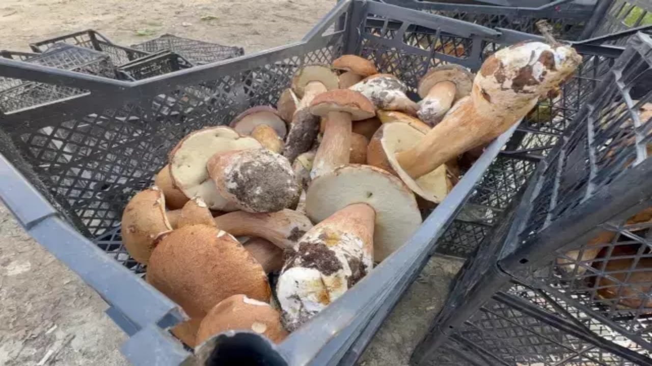 Foto - Saatlerce fellik fellik arayıp sadece üç tane bulabiliyorlar! Kiloyla değil gramla satılıyor