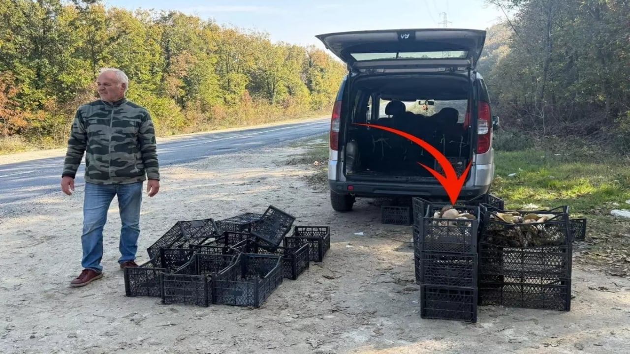 Saatlerce fellik fellik arayıp sadece üç tane bulabiliyorlar! Kiloyla değil gramla satılıyor