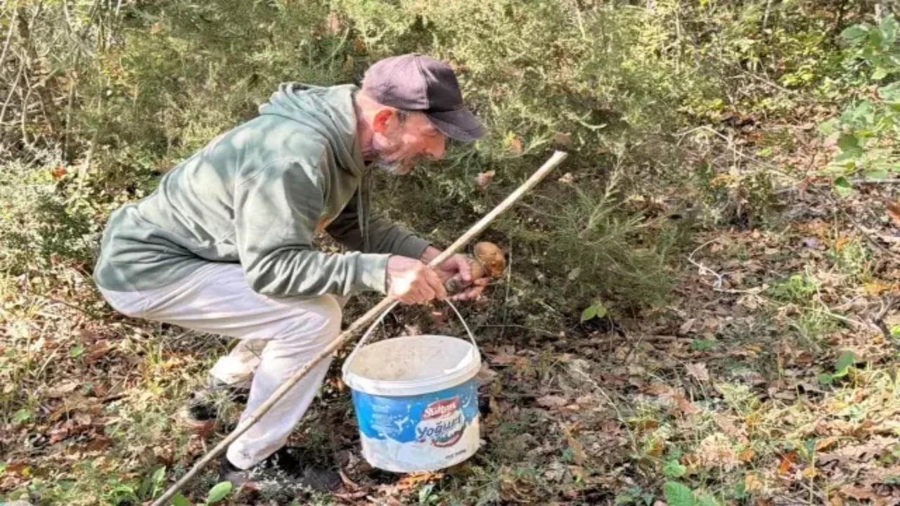 Foto - Saatlerce fellik fellik arayıp sadece üç tane bulabiliyorlar! Kiloyla değil gramla satılıyor