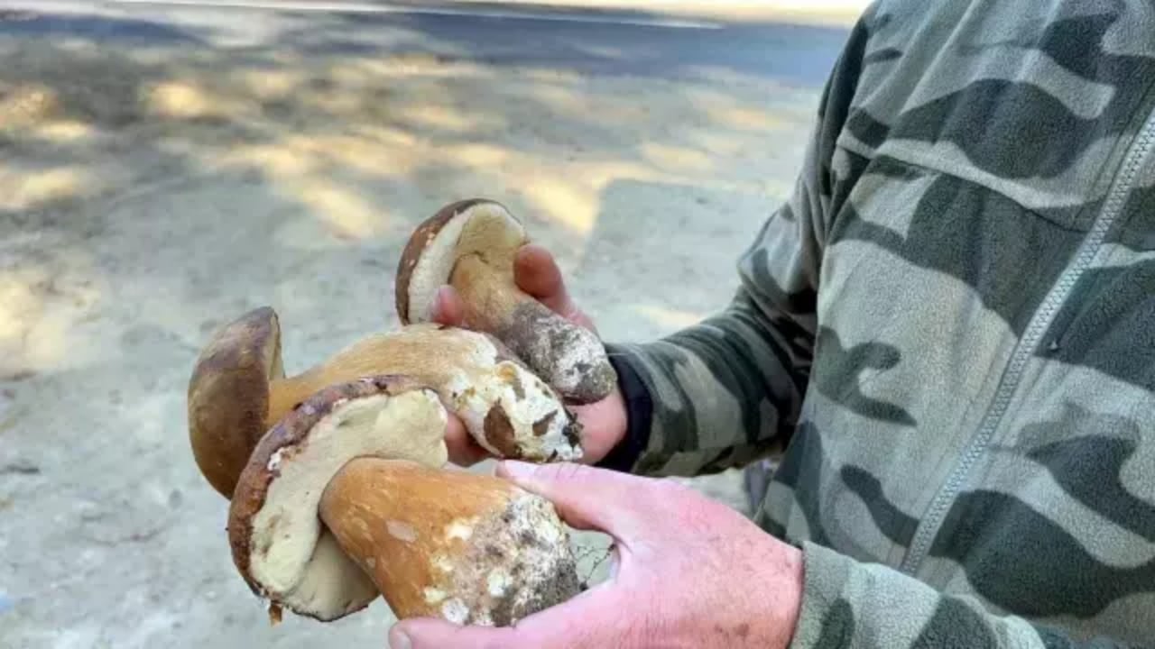 Foto - Saatlerce fellik fellik arayıp sadece üç tane bulabiliyorlar! Kiloyla değil gramla satılıyor