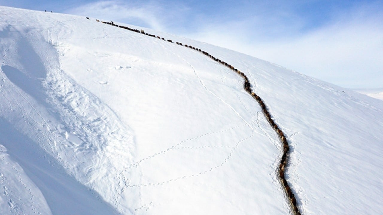 Foto - Sabah erkenden yola düşüyorlar Karlı dağlarda tek sıra beslenme yolculuğu