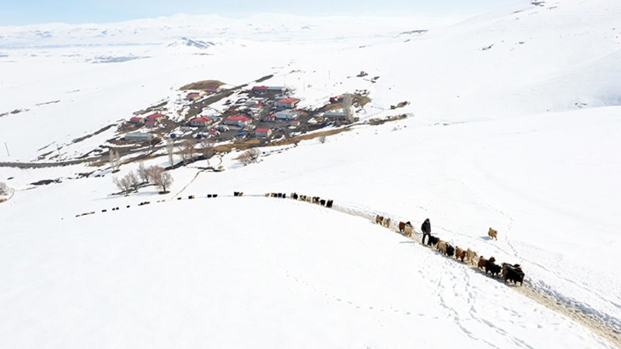 Foto - Sabah erkenden yola düşüyorlar Karlı dağlarda tek sıra beslenme yolculuğu