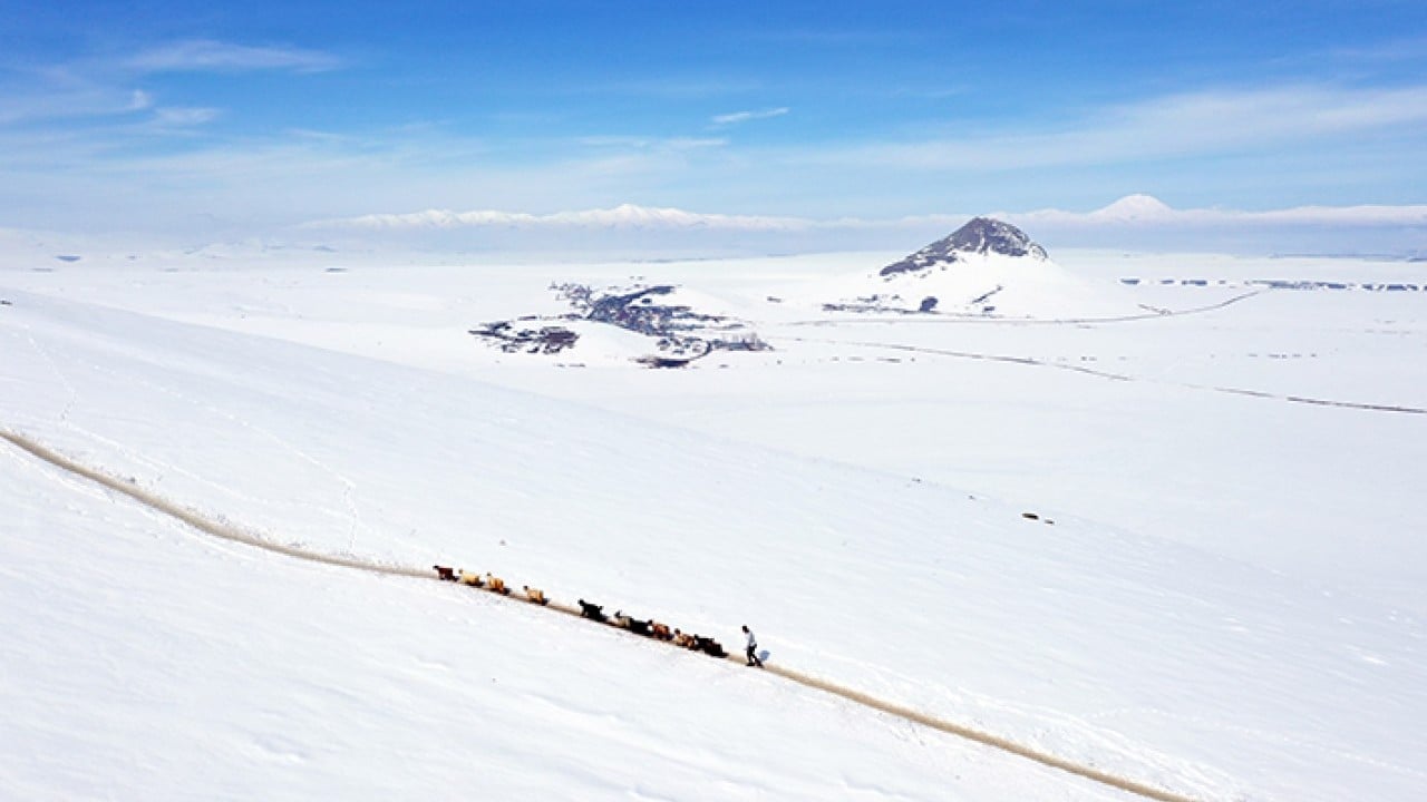 Foto - Sabah erkenden yola düşüyorlar Karlı dağlarda tek sıra beslenme yolculuğu