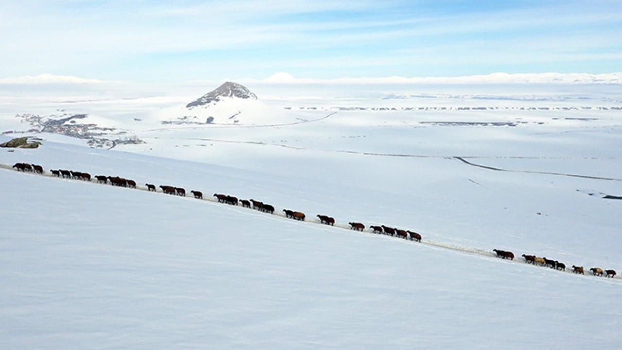 Foto - Sabah erkenden yola düşüyorlar Karlı dağlarda tek sıra beslenme yolculuğu