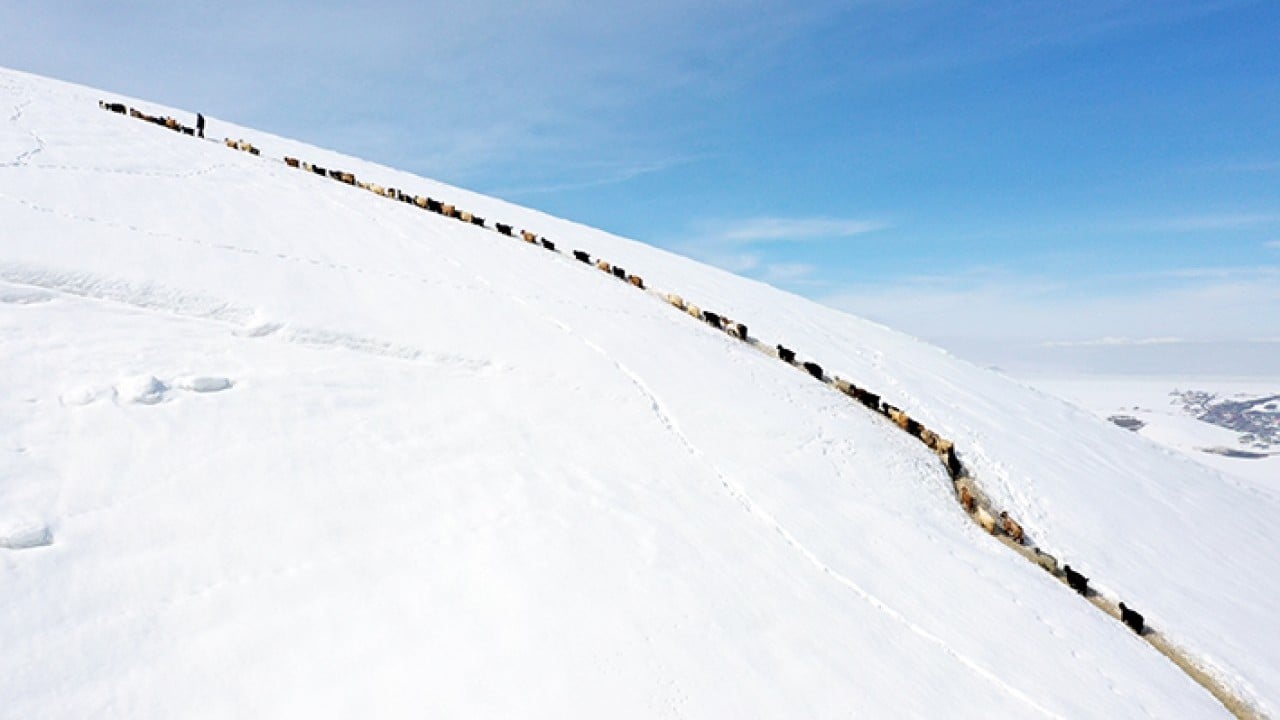 Foto - Sabah erkenden yola düşüyorlar Karlı dağlarda tek sıra beslenme yolculuğu