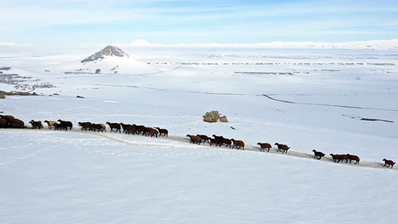 Foto - Sabah erkenden yola düşüyorlar Karlı dağlarda tek sıra beslenme yolculuğu